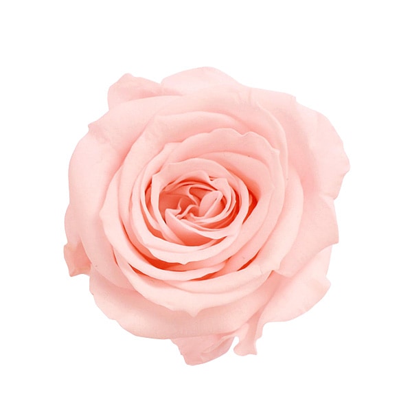 �������� ��������������(9) �֥饤����ԥ�