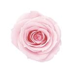 �������� ��������������(9) ���㡼�٥åȥԥ�