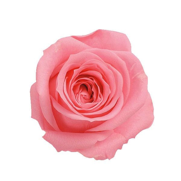 �������� ��������������(9) �����ǥ����ԥ�