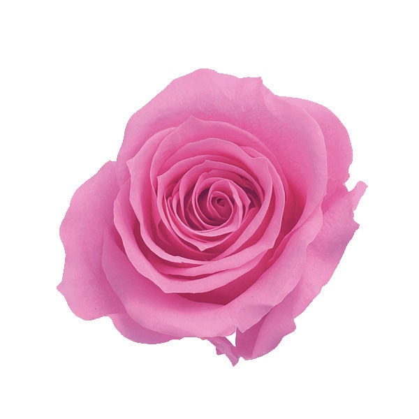 【値下げ】プリザーブドフラワー　花材　大地農園　ビビアン・ミミ・いずみ 即日☆【プリザーブド】大地農園/ローズ・いずみ・カラーアソート 9輪