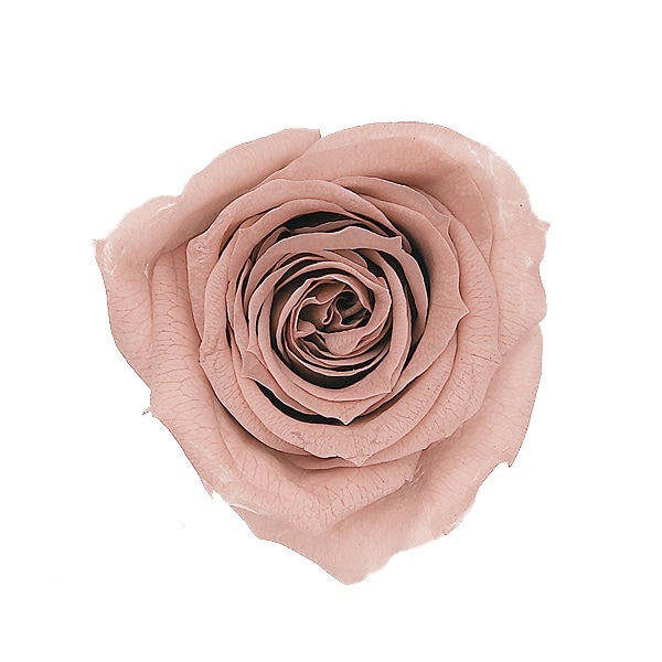 ��������, ��������������(9) �⡼�֥ԥ�