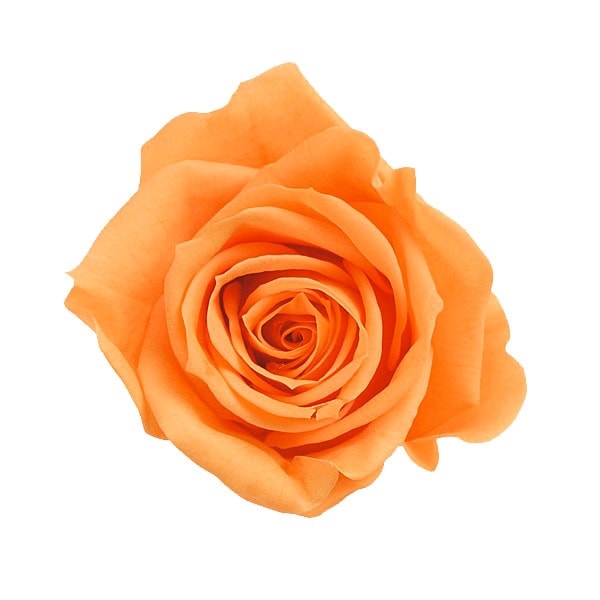 大地農園 ローズ・いずみ(9) フルーティオレンジ | プリザーブド