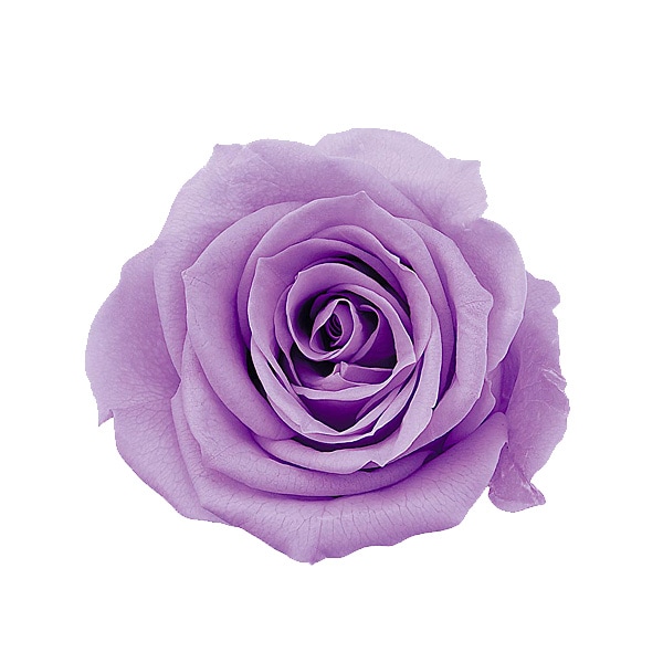 �������� ��������������(9) ���������ȥ饤��å�