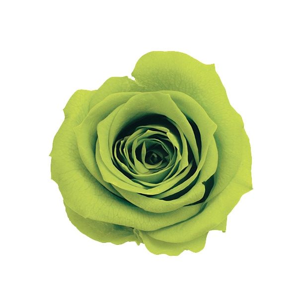 �������� ��������������(9) �饤�ȥ��꡼��