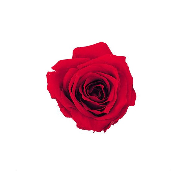 �������� ���������ץ����㡼���å�(16) ��å�