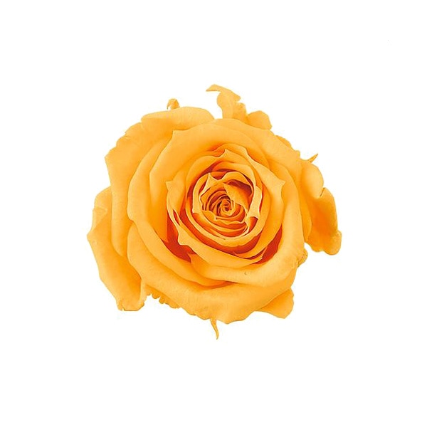 �������� ���������ץ����㡼���å�(16) �ե롼�ƥ������