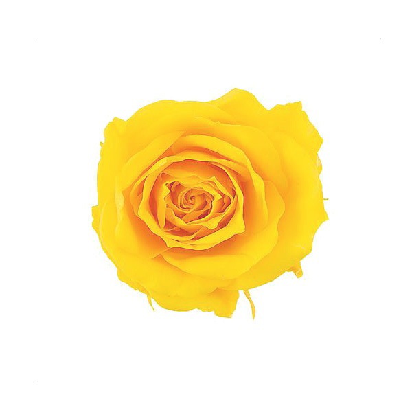 �������� ���������ץ����㡼���å�(16) �ߥ⥶��������