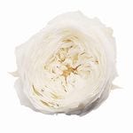 �������� ���������Ƥޤ�(8) ��