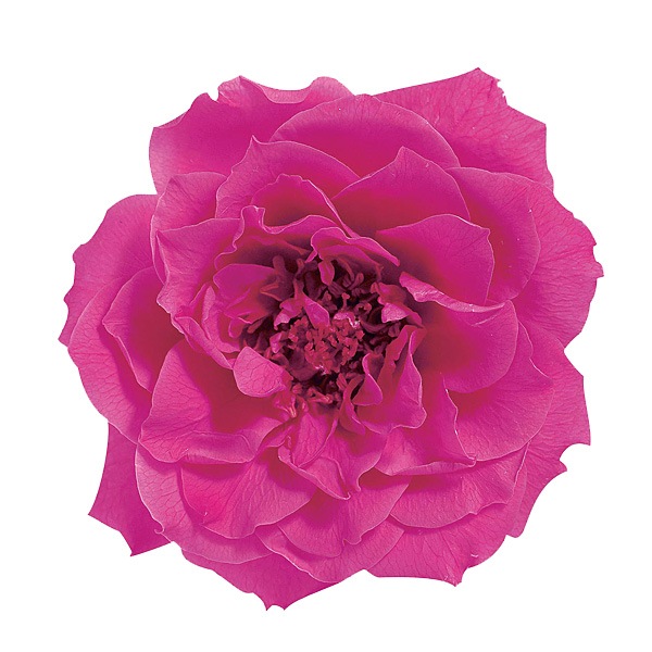 �������� �ե����ޥꥢ���(12) ���ȥ��٥꡼