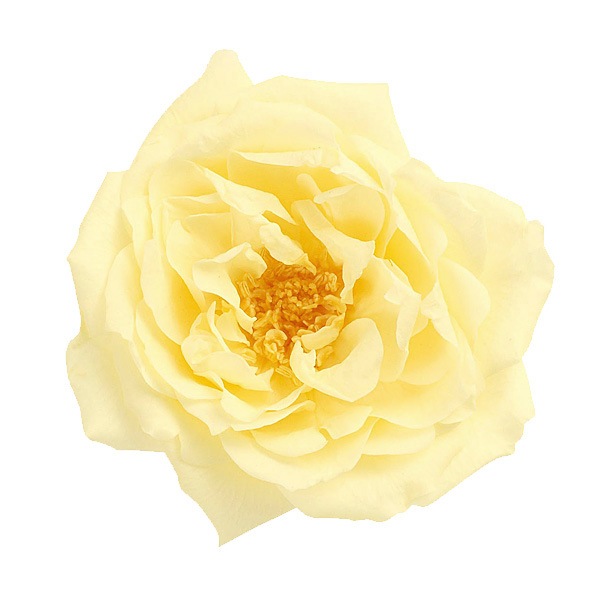 �������� �ե����ޥꥢ���(12) �⡼�˥󥰥�������