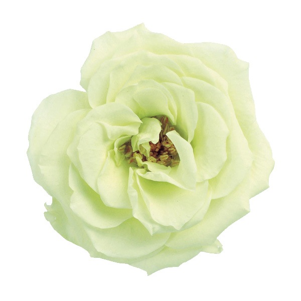 �������� �ե����ޥꥢ���(12) �ե�å��奰�꡼��