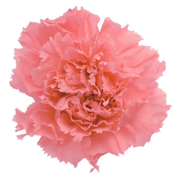 花材 マイクロカーネーション 8種類 カーネ20輪【マイクロ