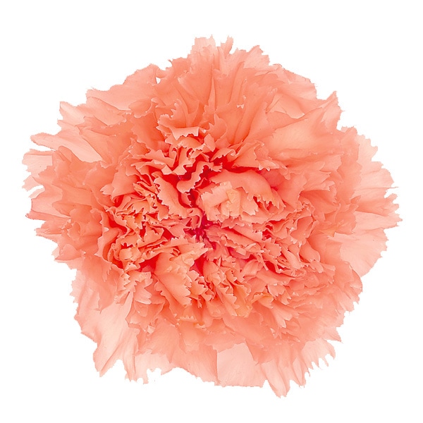 �������� �����͡������(8) �ԡ��������