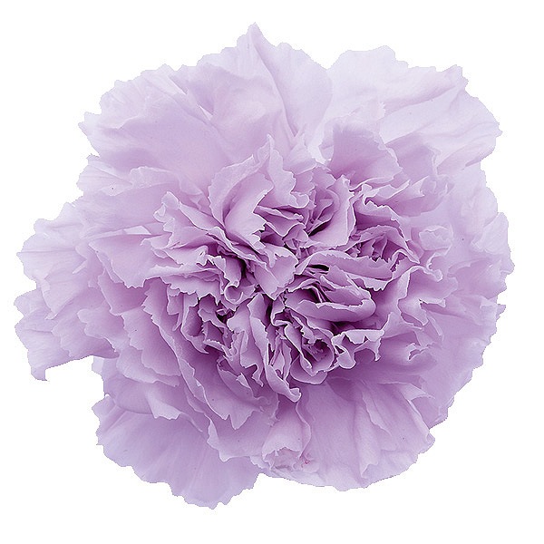 �������� �����͡������(8) �ѥ������饤��å�