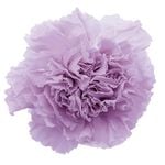 �������� �����͡������(8) �ѥ������饤��å�