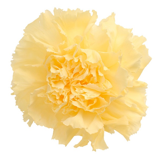 �������� �����͡������(8) �⡼�˥󥰥�������