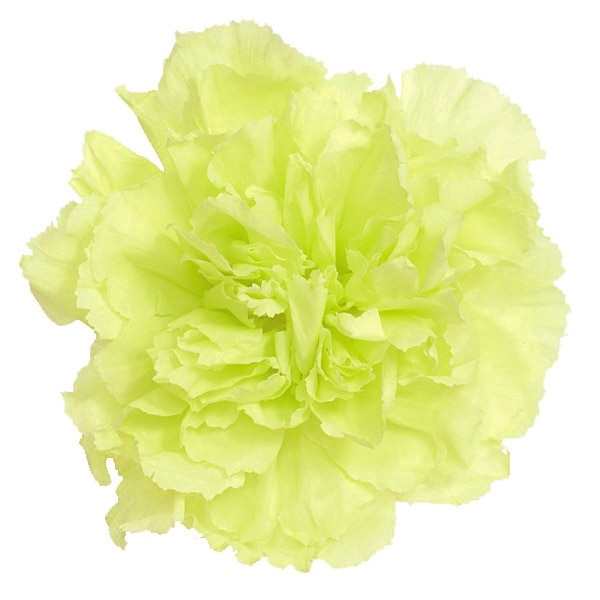 �������� �����͡������(8) �ե�å��奰�꡼��