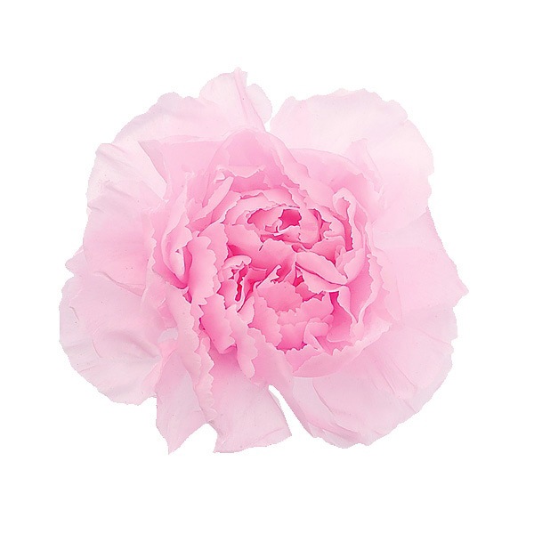 �������� �ߥ˥����͡������(9) ���㡼�٥åȥԥ�