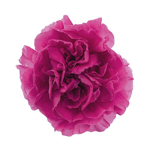 �������� �ߥ˥����͡������(9) ���ȥ��٥꡼