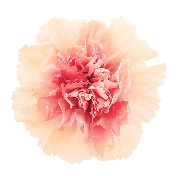 �������� �����͡�����󎥥ߥ�ե�����(8) �ԡ�������