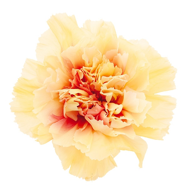 �������� �����͡�����󎥥ߥ�ե�����(8) ������������