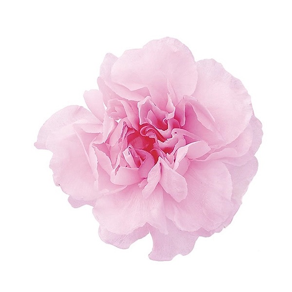 �������� �ߥ˥����͡�����󎥥ߥ�ե�����(9) �٥ӡ��ԥ󥯥���