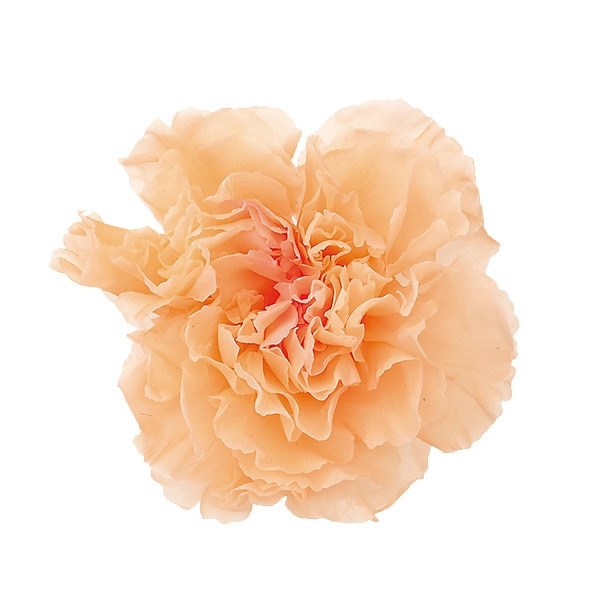 �������� �ߥ˥����͡�����󎥥ߥ�ե�����(9) �ԡ�������