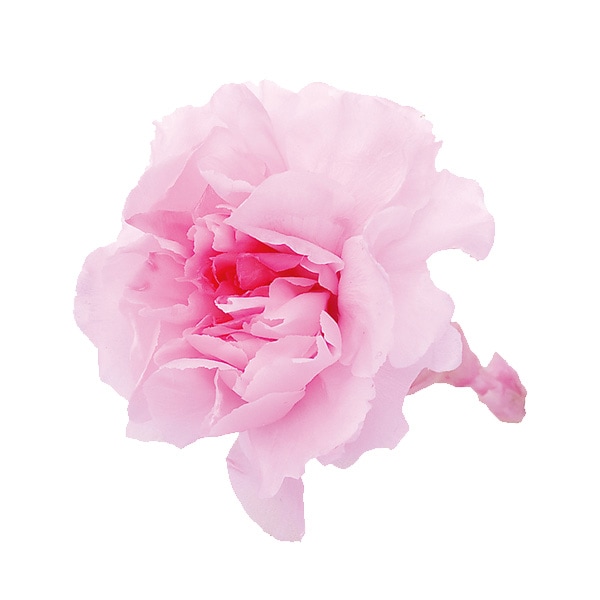 プリザーブドフラワー 花材 カーネーション◦ミルフィーユ　２４個 プリザーブドフラワー 花材 カーネーション◦ミルフィーユ 24個