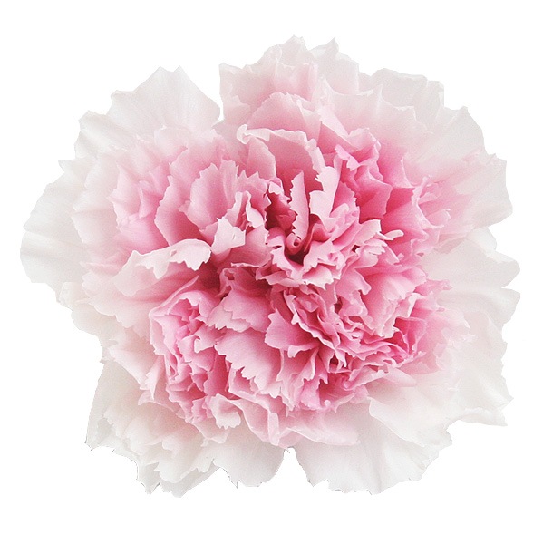 �������� �����͡�����󎥥ѥ�ե�(8) ���㡼�٥åȥ�����