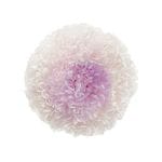 �������� �ݥ�ݥ�Ǝ��ߥǥ���(9) �ۥ磻�ȥѡ��ץ�