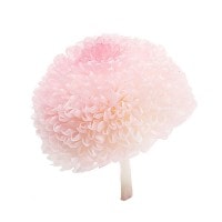 大地農園 ポンポン菊・ミディー(9) ホワイトグリーン