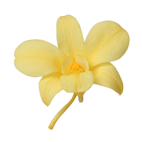 大地農園ゆめアジサイ モーニングイエロー プリザーブドフラワー ハー