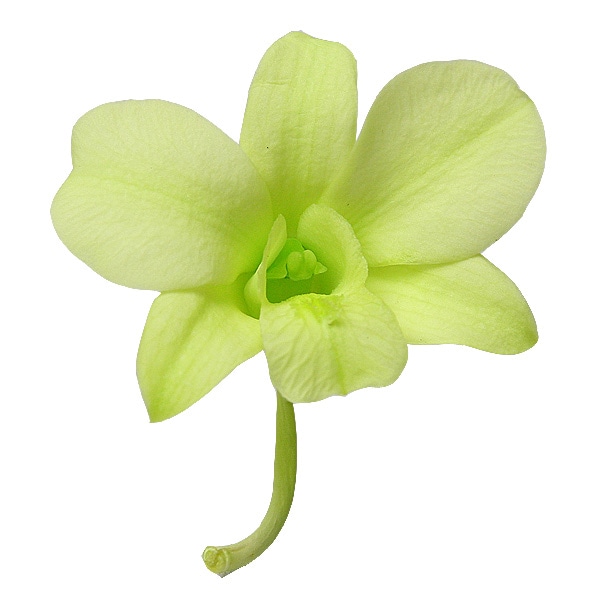 大地農園 デンファレ(8) フレッシュグリーン | プリザーブドフラワー花