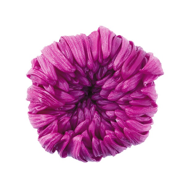 大地農園 輪菊・中(6) ラズベリー | プリザーブドフラワー花材,大地