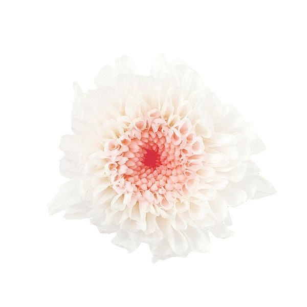 �������� ���Ǝ��ߥ�ե�����(12) �ۥ磻�ȥԥ�