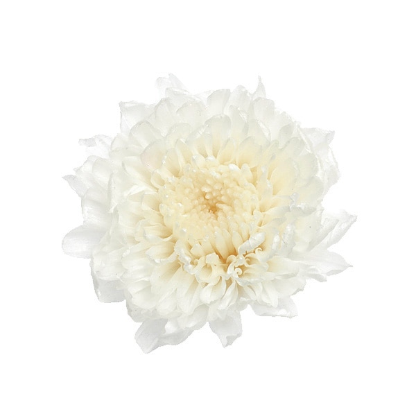 大地農園 小菊(12) 白 | プリザーブドフラワー花材,大地農園
