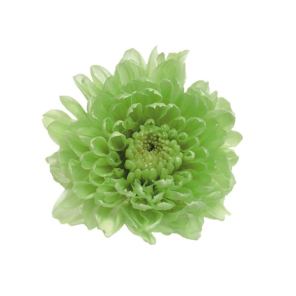 �������� ����(12) ���꡼��