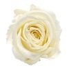 Primavera Nina(8) ¥Ö¥é¥¤¥À¥ë¥Û¥ï¥¤¥È