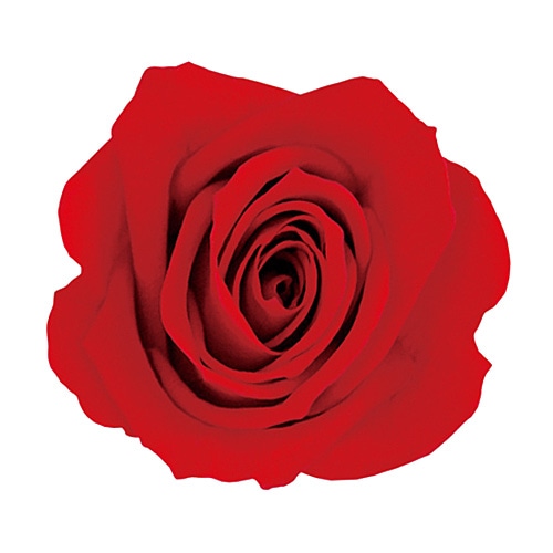 Primavera Nina(8) ��å�