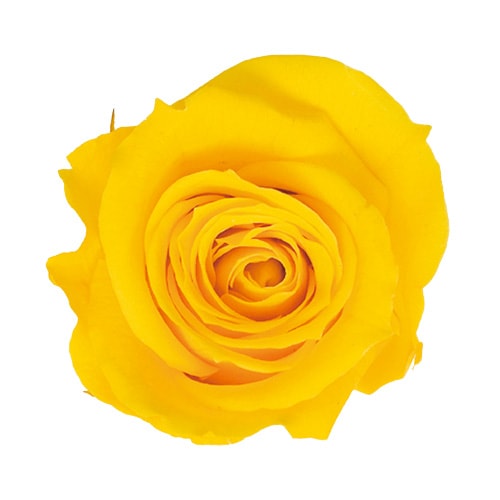 Primavera Bebe(20) ���ե��