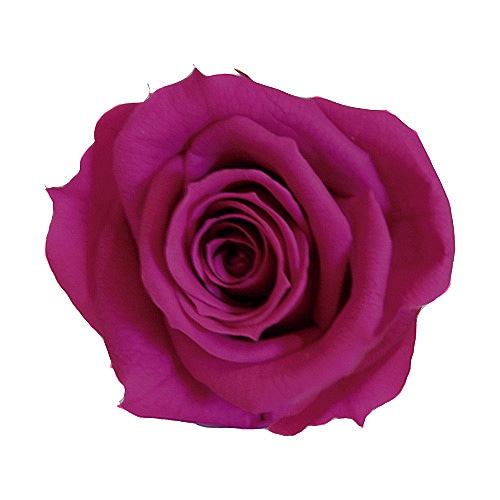 Primavera Bebe(20) �������٥꡼