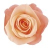 Primavera ¥¥ã¥ó¥Ç¥£¡¼¥í¡¼¥º(8) ¥¹¥¦¥£¡¼¥È¥ª¥ì¥ó¥¸
