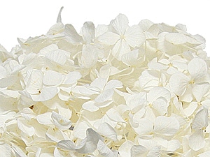 Florever ����ǥ������������ѡ���ۥ磻��