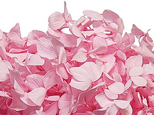 Florever ����ǥ������������٥��ӡ��ԥ�