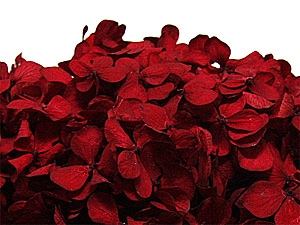 Florever ����ǥ������������磻��