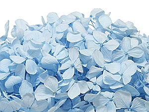 Florever ����ǥ������������ѥ������֥롼