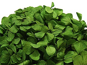 Florever ����ǥ��������������꡼��