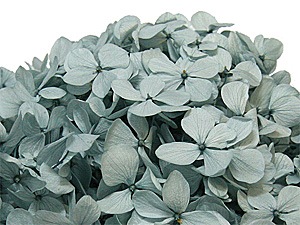 Florever ����ǥ������������ߥ��ȥ��꡼��