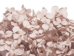 Florever ����ǥ������������ء�����ʥå�