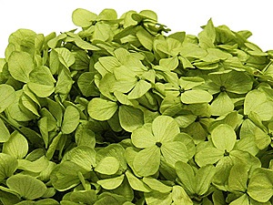 Florever ����ǥ������������ԥ����������꡼��